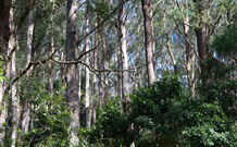 Berenbell Vineyard Retreat - New South Wales Tourism  6