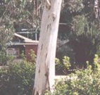 Chifley Dam Cabins - New South Wales Tourism 