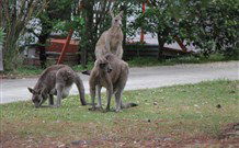 Karins Cottage - New South Wales Tourism  5