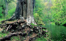 Lyrebird Studio - New South Wales Tourism  1