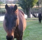 Newhaven Park House and Cabins - New South Wales Tourism 