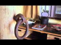 Peregrines At Table Top - New South Wales Tourism  2