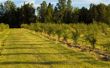 The Dairy Cottage - New South Wales Tourism  5