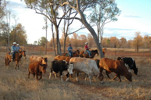 Myella Farmstay - Baralaba - New South Wales Tourism  7