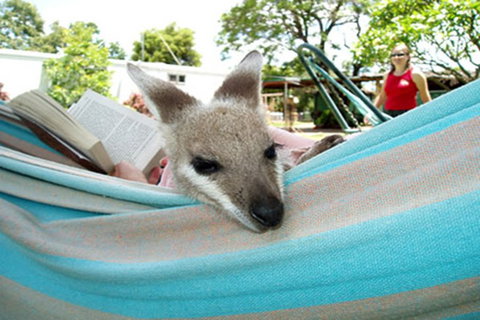 Myella Farmstay - Baralaba - New South Wales Tourism  6