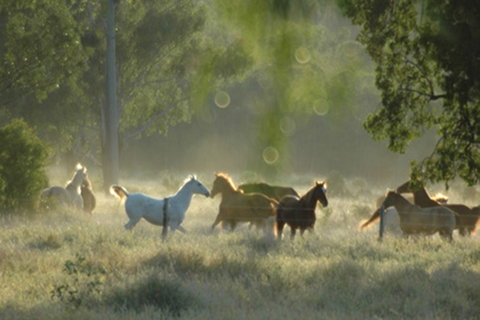 Myella Farmstay - Baralaba - New South Wales Tourism  8