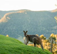 Spring Creek Mountain Cafe and Cottages - New South Wales Tourism 