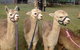 Bunyip Springs Farmstay - thumb 0
