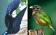 Chambers Wildlife Rainforest Lodges - thumb 1