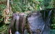 Chambers Wildlife Rainforest Lodges - thumb 2
