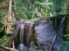 Chambers Wildlife Rainforest Lodges - New South Wales Tourism  2
