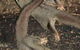 Chambers Wildlife Rainforest Lodges - thumb 3