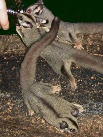 Chambers Wildlife Rainforest Lodges - New South Wales Tourism  3