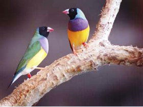 Jabiru Safari Lodge At Mareeba Wetlands - New South Wales Tourism  1