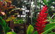Club Tropical Resort Port Douglas - thumb 2