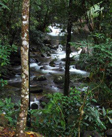 Daintree Secrets Waterfall Sanctuary - New South Wales Tourism  1