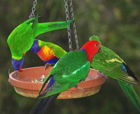 Bellthorpe Stays - Nature's Retreat - New South Wales Tourism  3