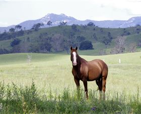 Marchioness Farmstay - New South Wales Tourism  1
