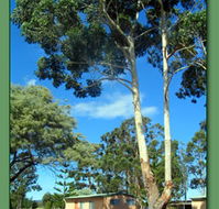 Kalgan River Chalets and Caravan Park - New South Wales Tourism 