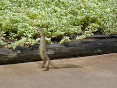 Town Caravan Park - New South Wales Tourism  3