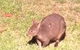 Huon Valley Bed And Breakfast - thumb 3