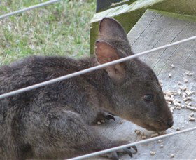 Launceston Bed And Breakfast Retreat - New South Wales Tourism  1