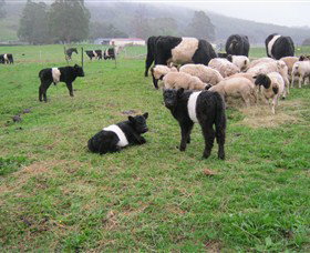 Hurlfield Farm Cottage - New South Wales Tourism  3