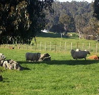 Ferndale Guest Cottage - New South Wales Tourism 