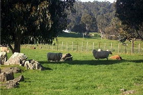 Ferndale Guest Cottage - New South Wales Tourism  0