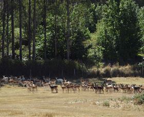 Springfield Deer Farm - New South Wales Tourism  1