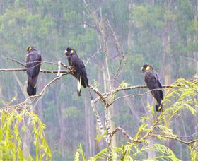 Quamby Pines Chalet B & B - New South Wales Tourism  1