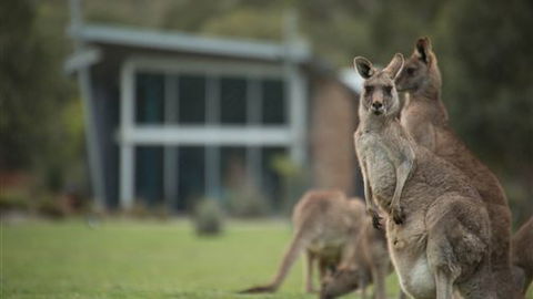 Aspect Villas - New South Wales Tourism  5