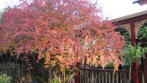 Finches Of Beechworth - New South Wales Tourism  4