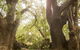 Trawool Cottages & Farmstay - thumb 5