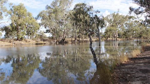 Riverbank Caravan Park - New South Wales Tourism  5