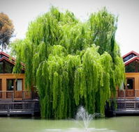 Perricoota Vines Retreat Echuca Moama - New South Wales Tourism 