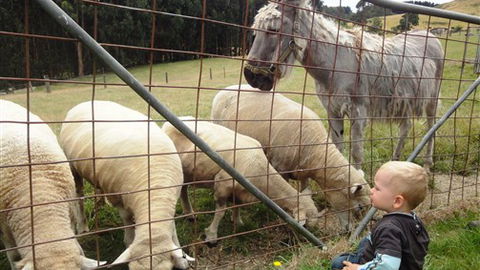 Johanna River Farm And Self Contained Cottages - New South Wales Tourism  3