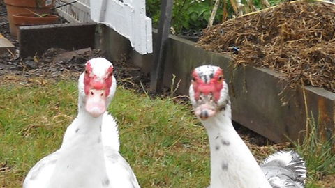 Johanna River Farm And Self Contained Cottages - New South Wales Tourism  5