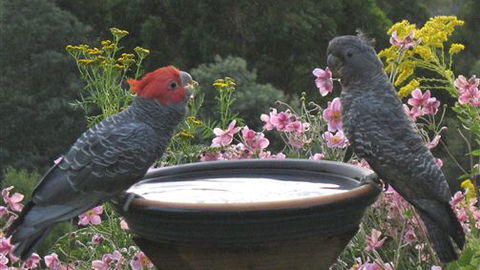 Lyrebird Cottages - New South Wales Tourism  7