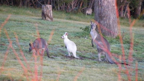 Yering Gorge Cottages - New South Wales Tourism  4