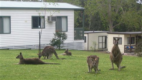 Halls Gap Caravan Park - New South Wales Tourism  0