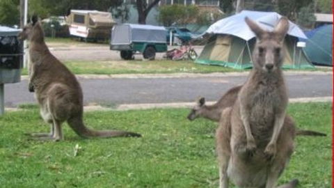 Halls Gap Caravan Park - New South Wales Tourism  4