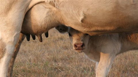 Cathedral Valley Farm - New South Wales Tourism  1