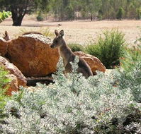 Kangaroos in the Top Paddock - New South Wales Tourism 
