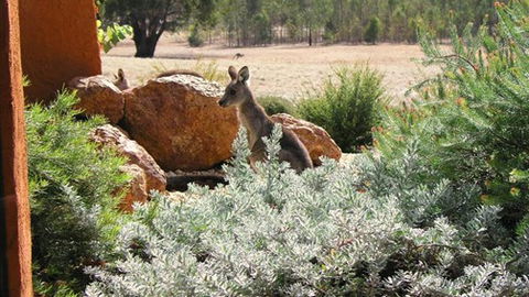 Kangaroos In The Top Paddock - New South Wales Tourism  0