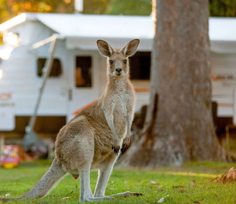 BIG4 Sunshine South West Rocks Holiday Park - New South Wales Tourism  5