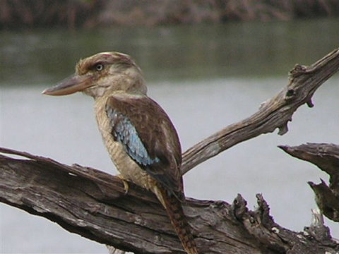 King Ash Bay Lodge - New South Wales Tourism  2