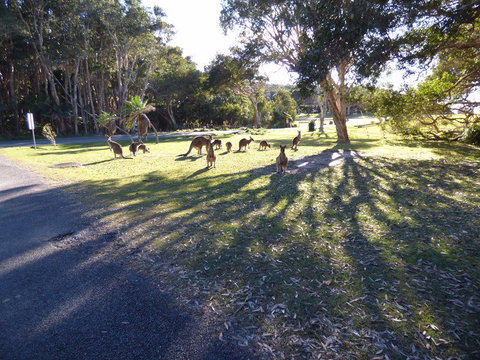 Little Bay Cottage - New South Wales Tourism  0