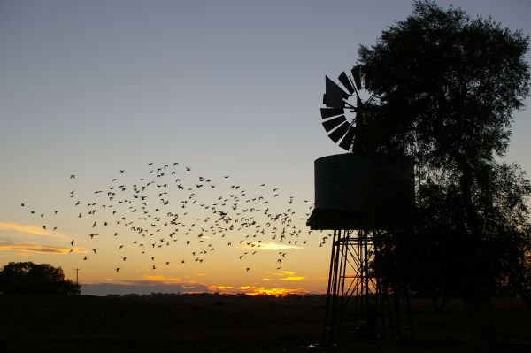 Elong Elong NSW New South Wales Tourism 