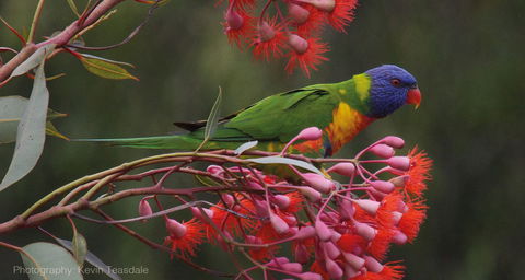 Eastern Dandenong Ranges Visitor Information Centre - New South Wales Tourism  5
